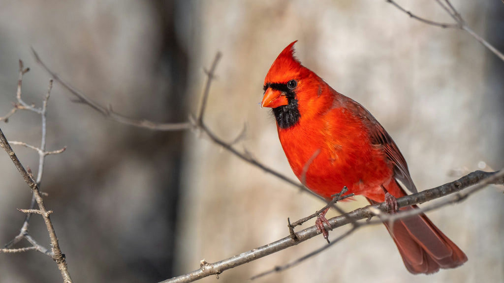 Birdwatching at Tommy Thompson Park • April 11